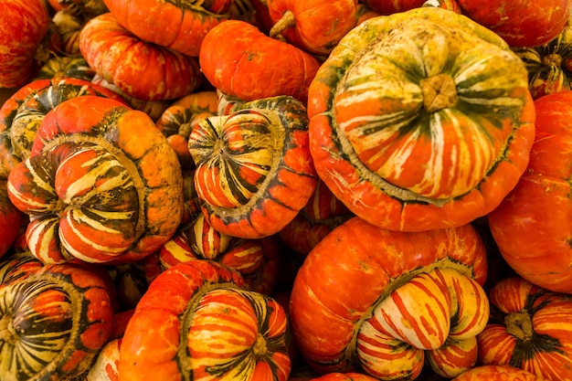 Patch di zucca sulla soleggiata giornata autunnale.