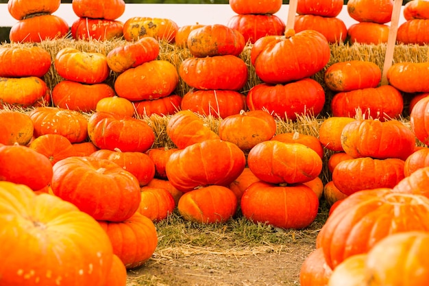 Patch di zucca sulla soleggiata giornata autunnale.