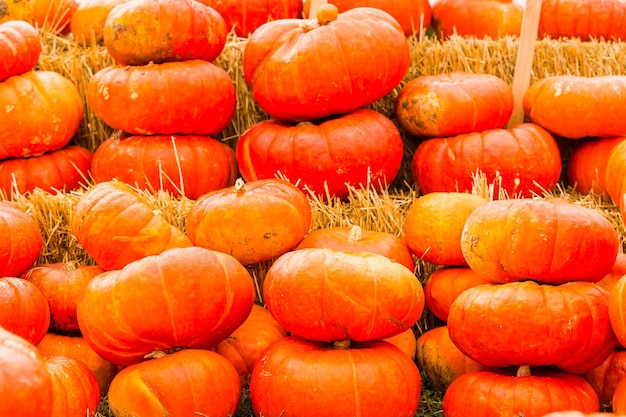 Patch di zucca sulla soleggiata giornata autunnale.