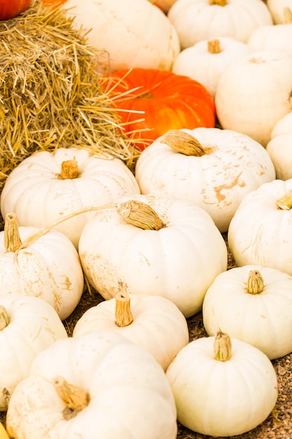 Patch di zucca sulla soleggiata giornata autunnale.