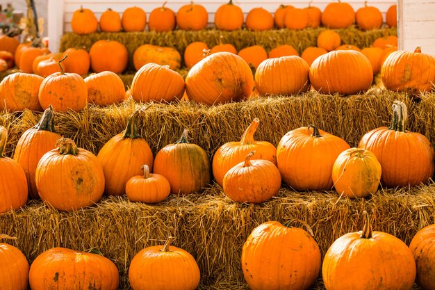 Patch di zucca sulla soleggiata giornata autunnale.