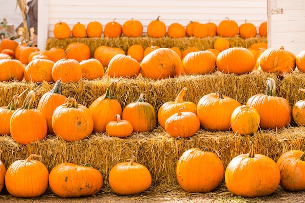 Patch di zucca sulla soleggiata giornata autunnale.