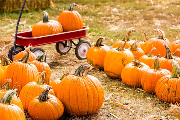 Patch di zucca sulla soleggiata giornata autunnale.