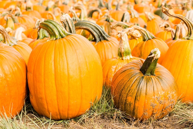 Patch di zucca sulla soleggiata giornata autunnale.