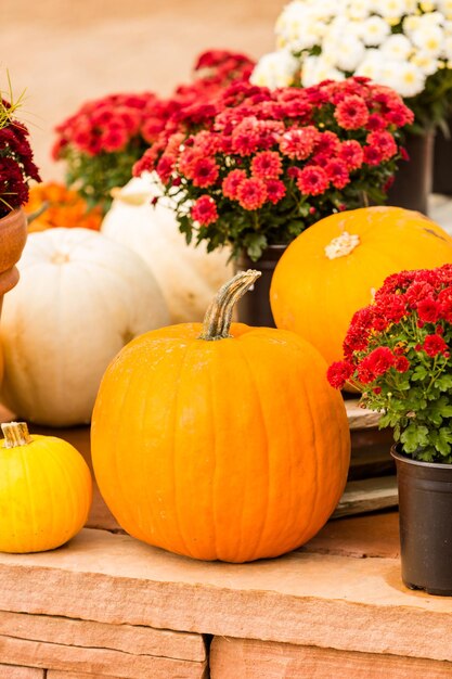 Patch di zucca sulla soleggiata giornata autunnale.