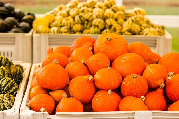 Patch di zucca sulla soleggiata giornata autunnale.