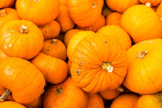 Patch di zucca sulla soleggiata giornata autunnale.