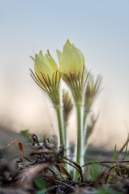 Patene Pulsatilla