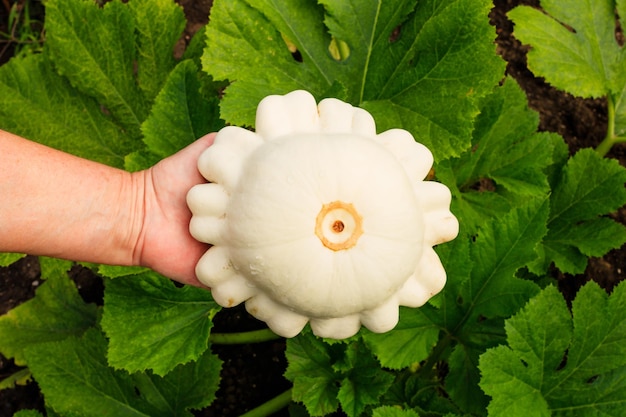 Patisson è appena cresciuto su un letto da giardino. Cespuglio di zucca Raccolta Giardinaggio