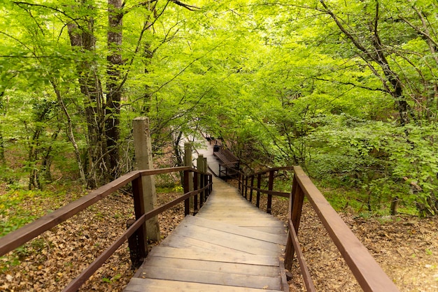 Pavimenti in legno su un sentiero ecologico in una foresta di montagna estiva. Foto di alta qualità