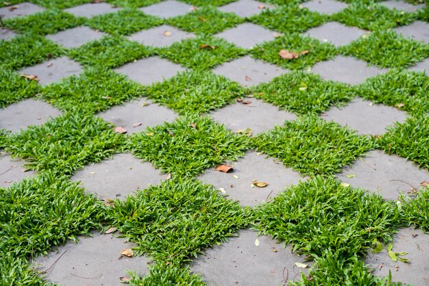 pavimento verde nel cortile sul retro