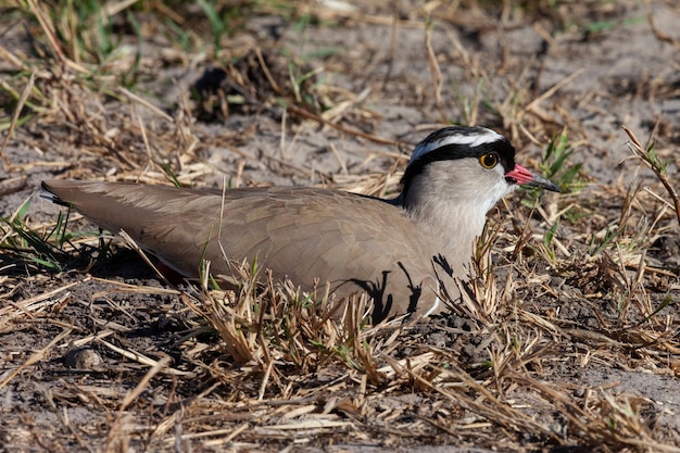 Pavoncella incoronata Botswana Africa