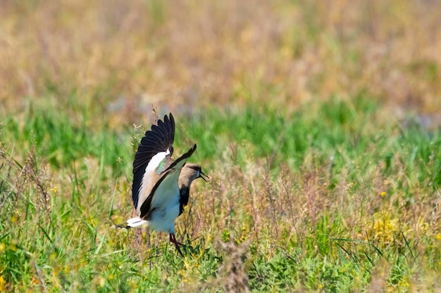 Pavoncella Vanellus chilensis in volo La Pampa Provincia Patagonia Argentina