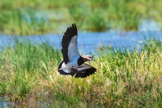 Pavoncella Vanellus chilensis in volo La Pampa Provincia Patagonia Argentina