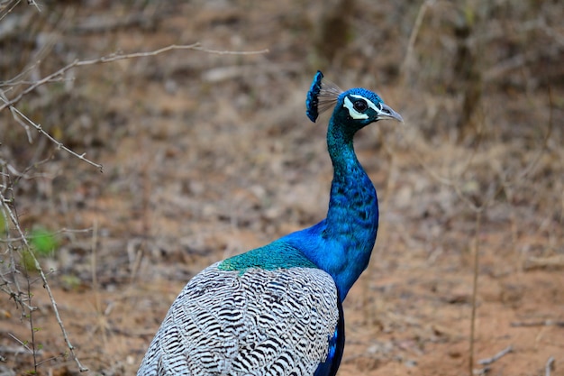 Pavone blu indiano nel parco nazionale di Yala, Sri Lanka sud-orientale