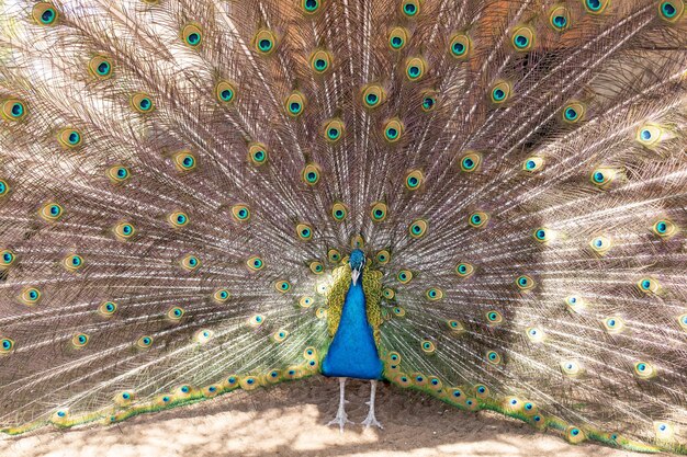 Pavone con coda aperta bellissimo esemplare rappresentativo del pavone maschio in grandi colori metallici Uccello pavone in piedi in giardino