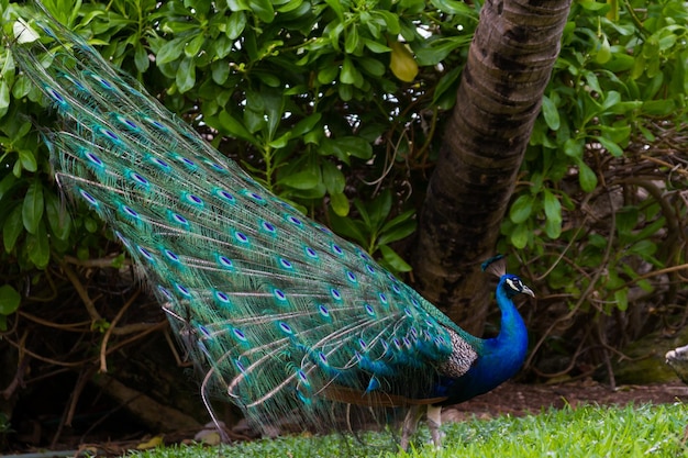 Pavone in clima tropicale.