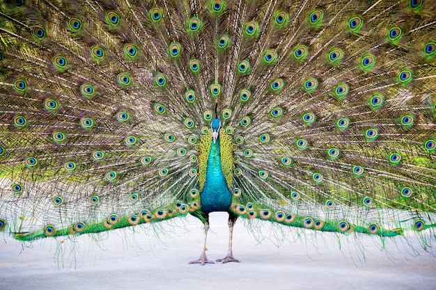 Pavone in piuma piena, peafowl