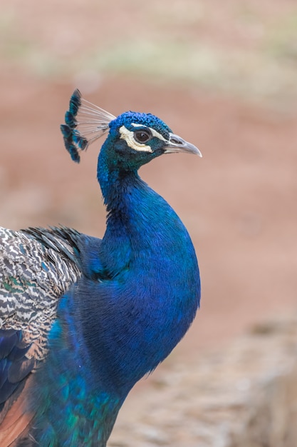 Pavone indiano, (Pavo cristatus), ritratto di testa