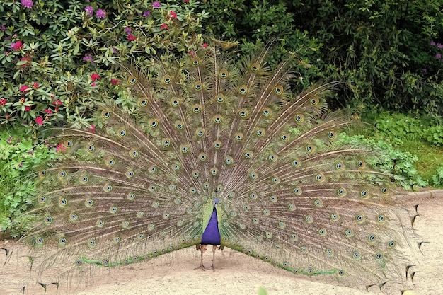 Pavone maschio con piume verdi blu colorate elevate nel corteggiamento sta fissando dritto Bellezza naturale Uccello pavone Concetto Zoo Pavone in ambiente naturale natura sfondo