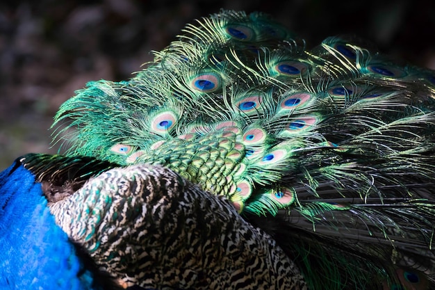 Pavone (Pavo cristatus)