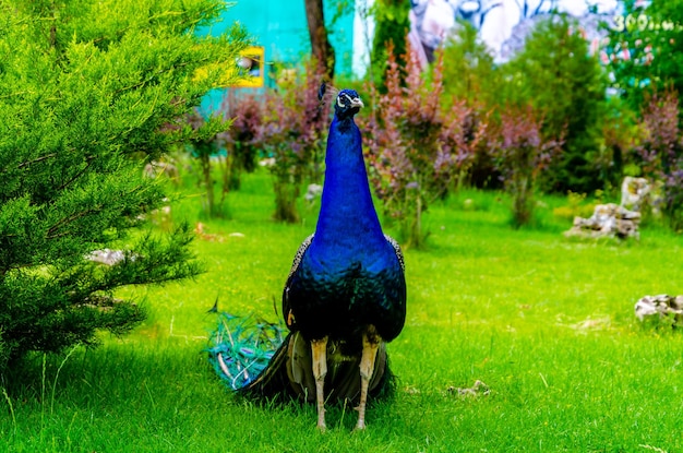 Pavone sull'erba verde nel parco.