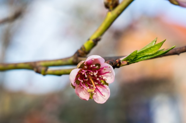 Peach flower background.Peach fiori nel giardino