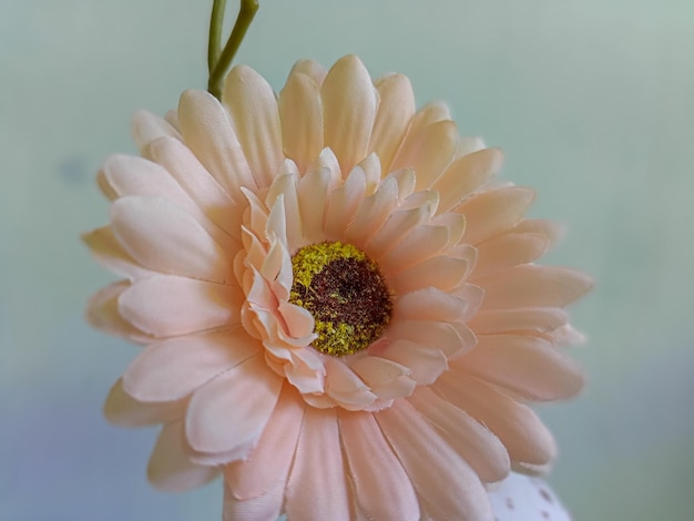 Peach Gerbera Daisy fiore su sfondo bianco