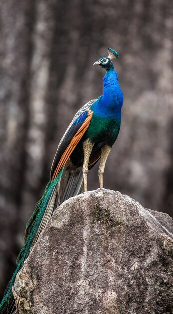 Peacock è seduto su una pietra