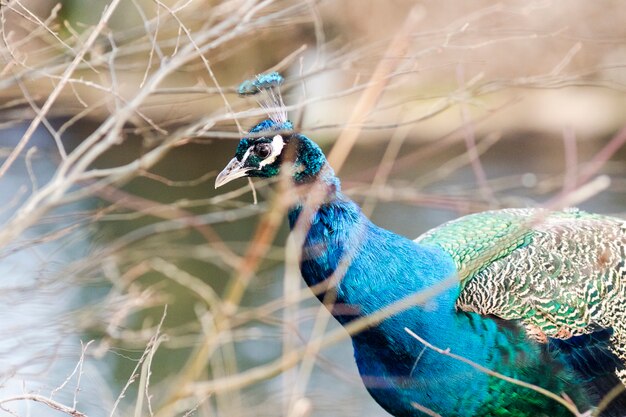 Peacock nel campo alla luce del giorno