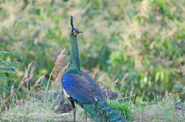 Peafowl verde, pavone in natura