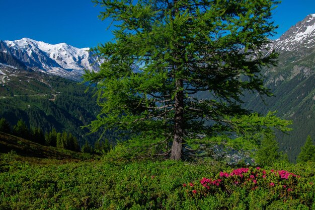 Pecleretargetierechamonixhaute savoiefrance