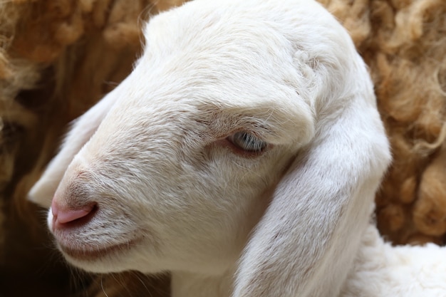 Pecora appena nata, agnello appena nato abbandonato