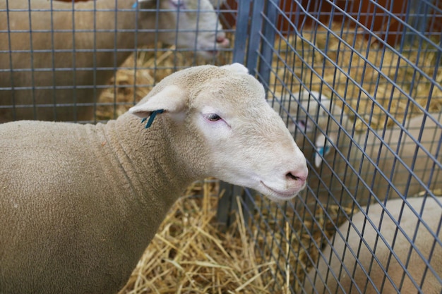 Pecora australiana del Dorset Razza britannica di pecore domestiche Dorset Horn nella gabbia del recinto per bestiame nel lontano