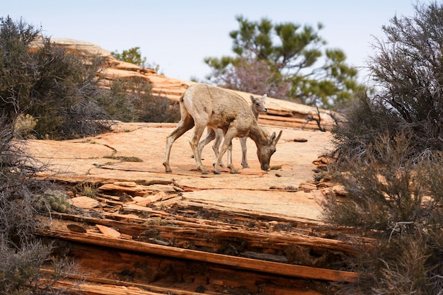 Pecora Bighorn e Agnello