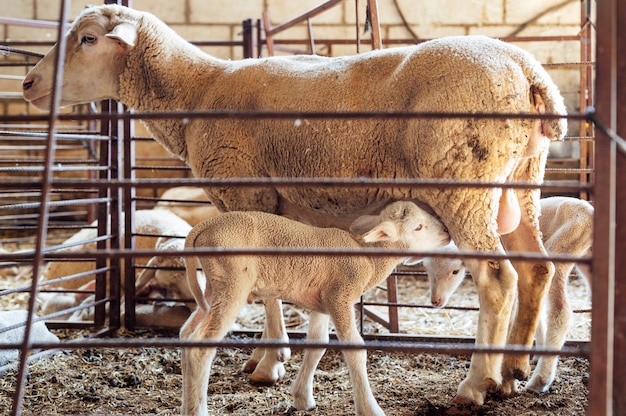 Pecora con agnello da latte