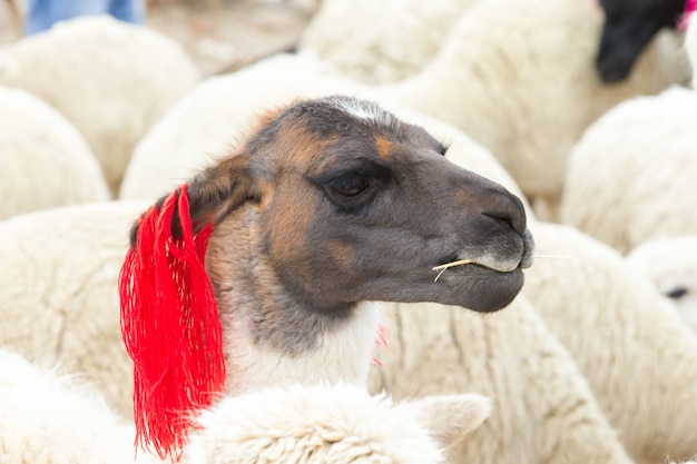 Pecora con ornamento rosso