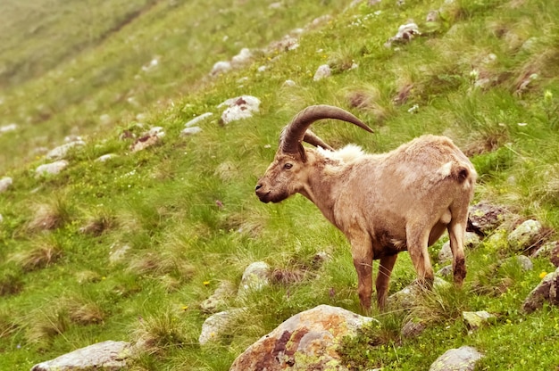 Pecora di montagna in montagna