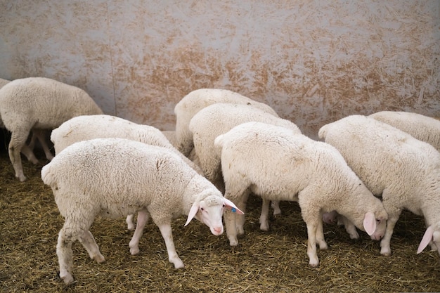 Pecora di razza pura sana in una fattoria