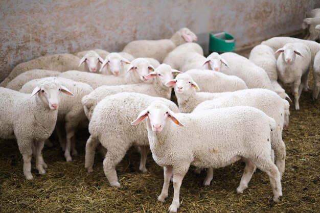 Pecora di razza pura sana in una fattoria