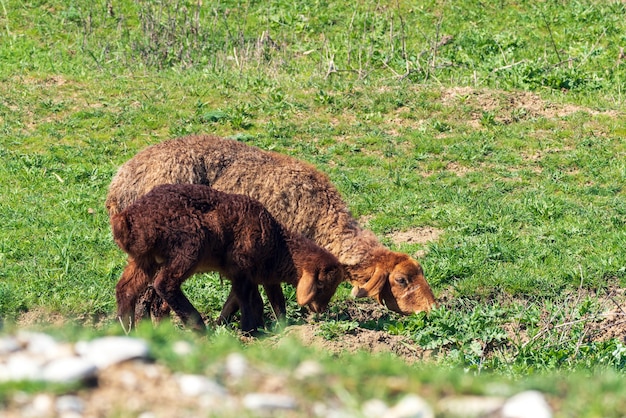 Pecora e agnello al pascolo