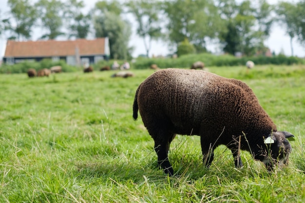 Pecora marrone che cammina in una fattoria all'aperto che mangia erba verde nel campo