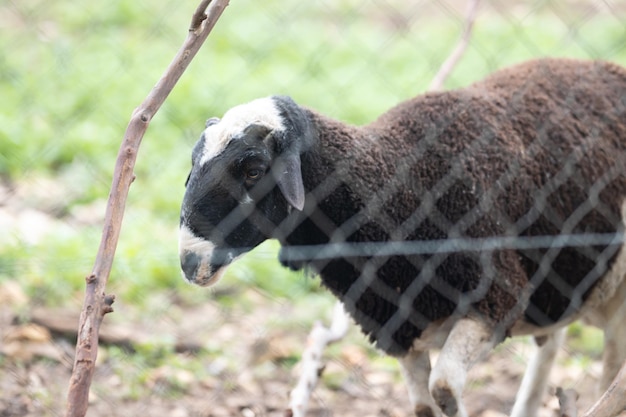 Pecora nera nel campo dietro un recinto di filo