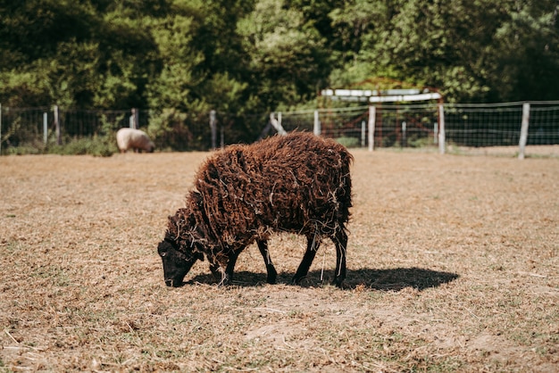 Pecora nera nella fattoria