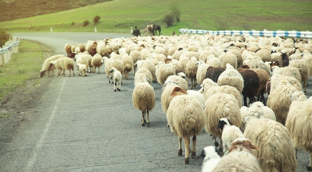 Pecora su una strada in Armenia