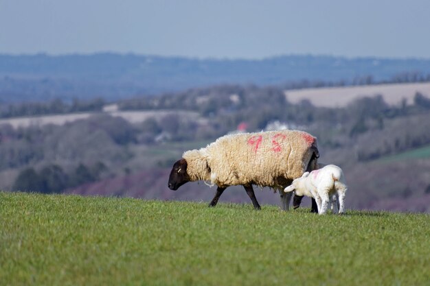 Pecore a casa sui South Downs nel Sussex