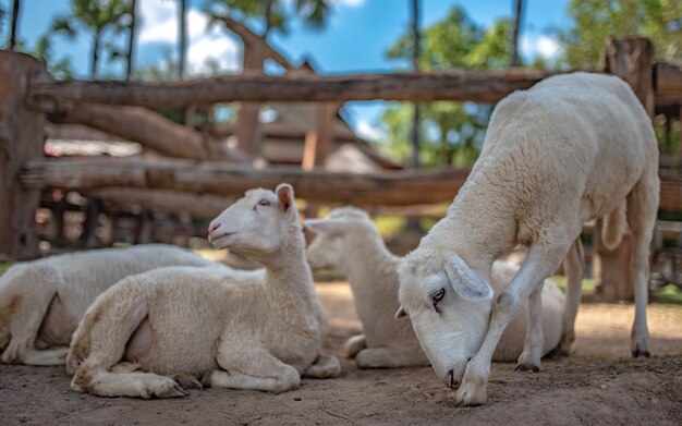 Pecore adorabili nel campo