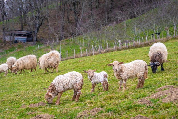 Pecore adulte accanto a piccoli agnelli di pecora che mangiano erba sul Monte Adarra nei Paesi Baschi