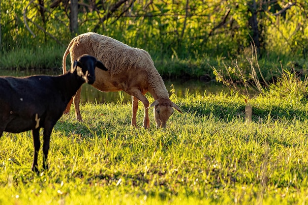 Pecore adulte allevate con animali con messa a fuoco selettiva