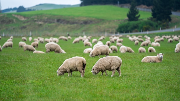 Pecore Al Pascolo In Campo